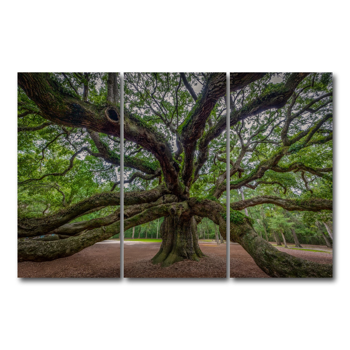 AUTO-MOCKUP WHITE | Angel Oak | 3 Piece | Gallery Wrap Canvas | group=12x24