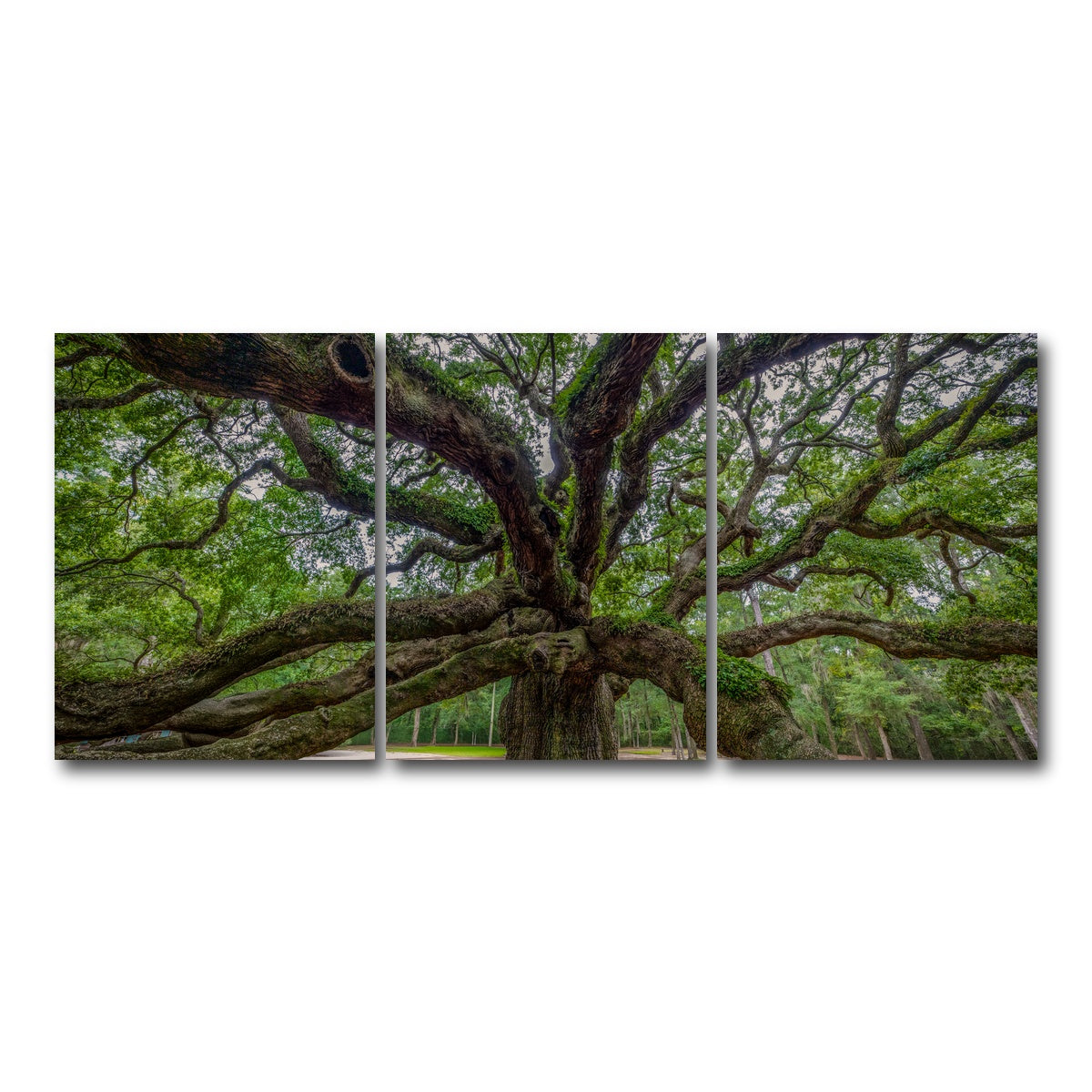 AUTO-MOCKUP WHITE | Angel Oak | 3 Piece | Gallery Wrap Canvas | group=18x24