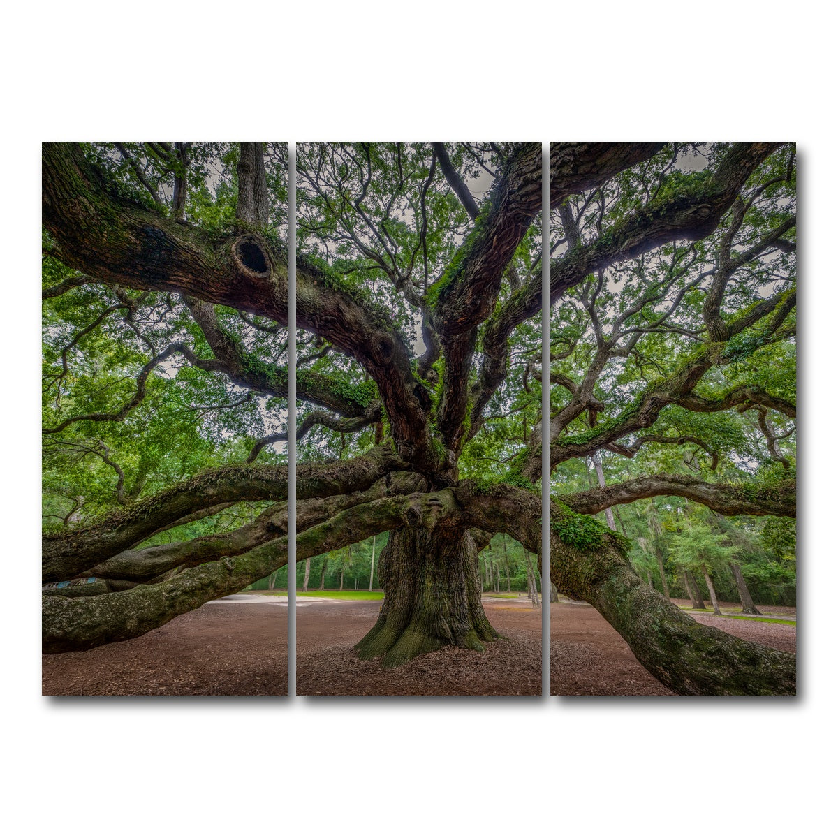 AUTO-MOCKUP WHITE | Angel Oak | 3 Piece | Gallery Wrap Canvas | group=8x18