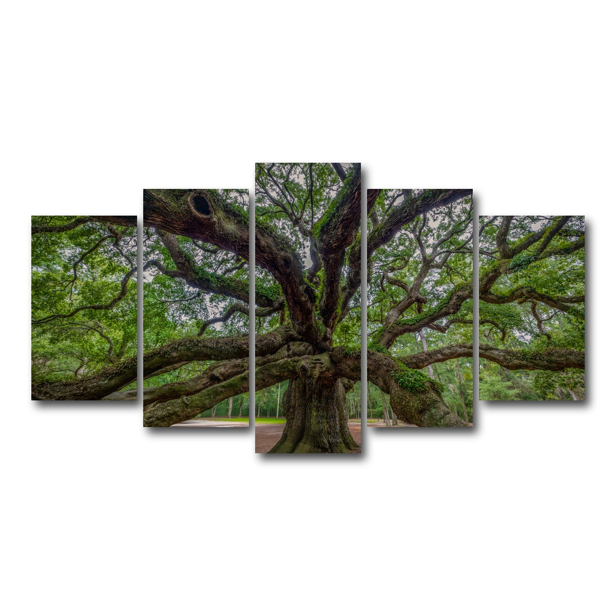 AUTO-MOCKUP WHITE | Angel Oak | 5 Piece | Gallery Wrap Canvas | group=5_normal
