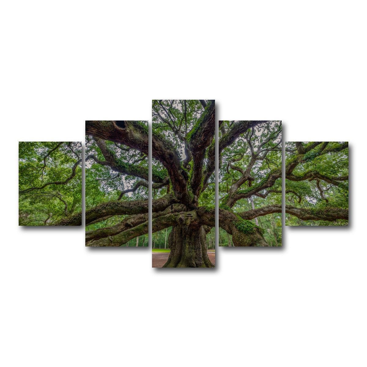 AUTO-MOCKUP WHITE | Angel Oak | 5 Piece | Gallery Wrap Canvas | group=5_short