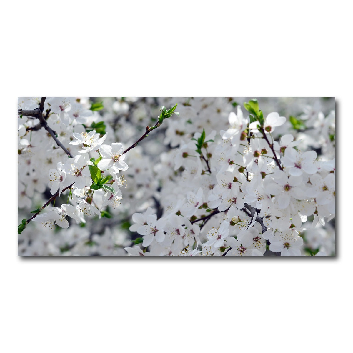 AUTO-MOCKUP WHITE | Apple Tree Blossoms | 1 Piece | Gallery Wrap Canvas | group=2x1