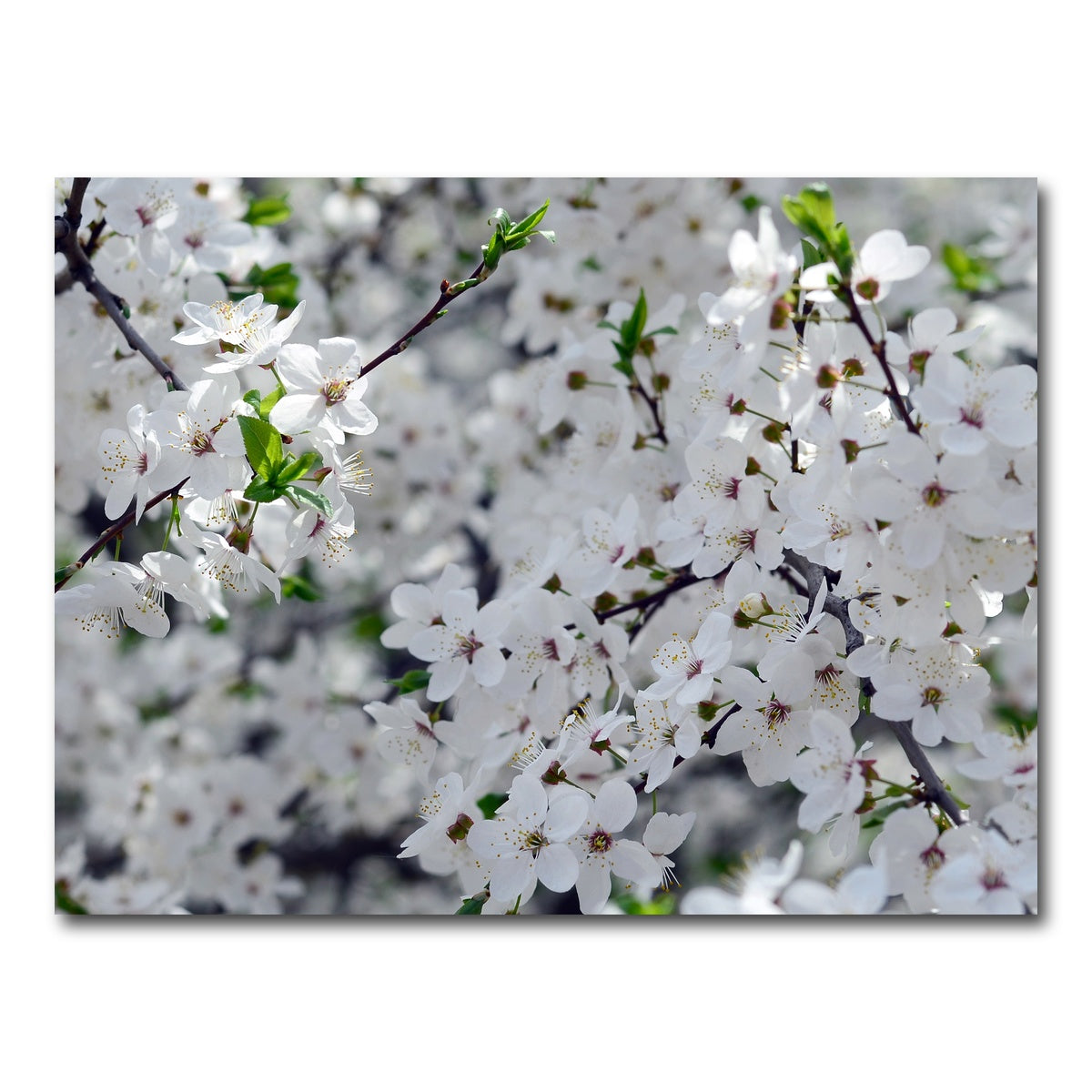 AUTO-MOCKUP WHITE | Apple Tree Blossoms | 1 Piece | Gallery Wrap Canvas | group=4x3