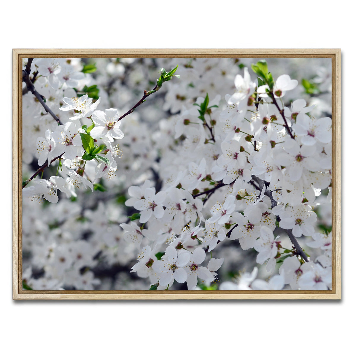 AUTO-MOCKUP WHITE | Apple Tree Blossoms | 1 Piece | Natural Framed Canvas | group=4x3