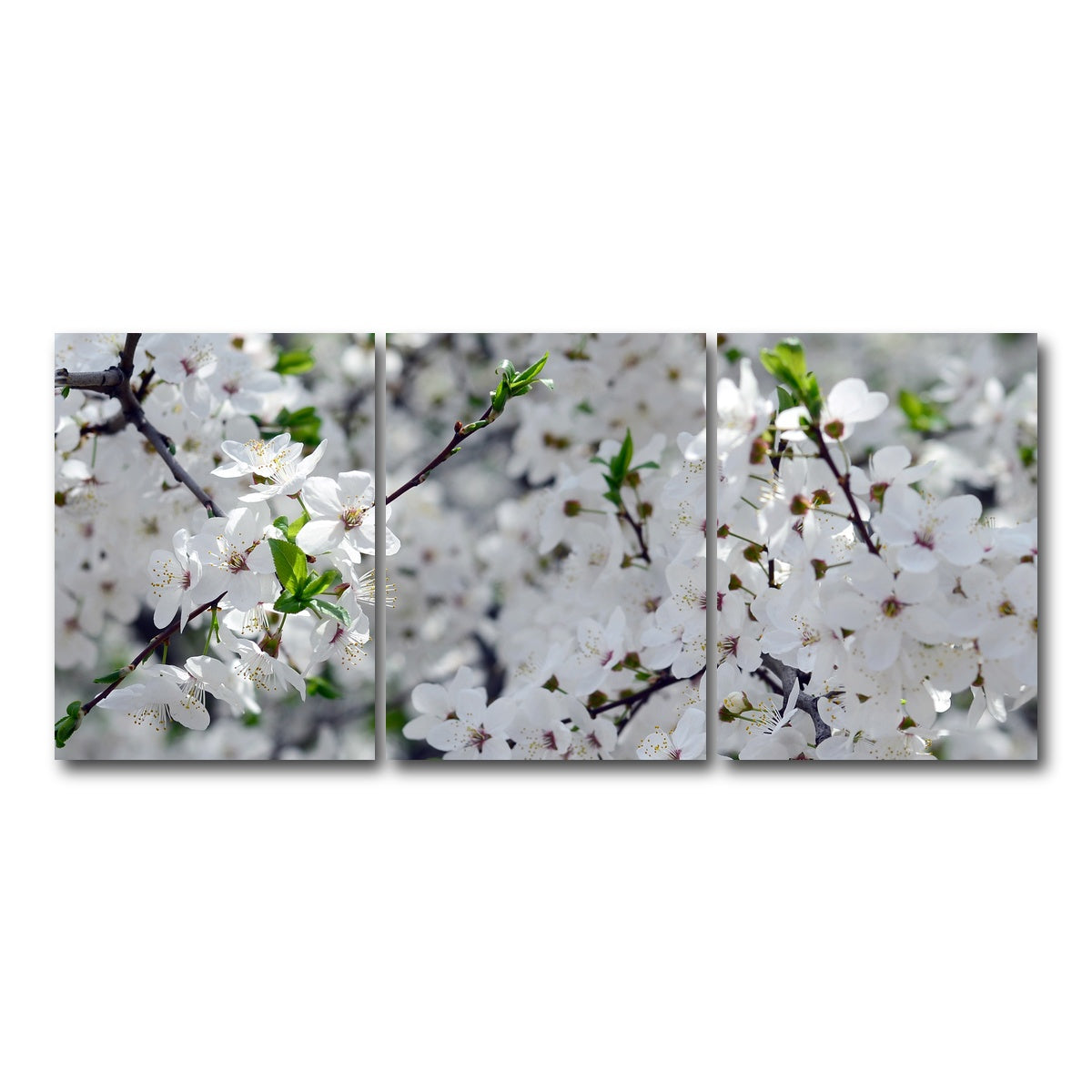 AUTO-MOCKUP WHITE | Apple Tree Blossoms | 3 Piece | Gallery Wrap Canvas | group=18x24