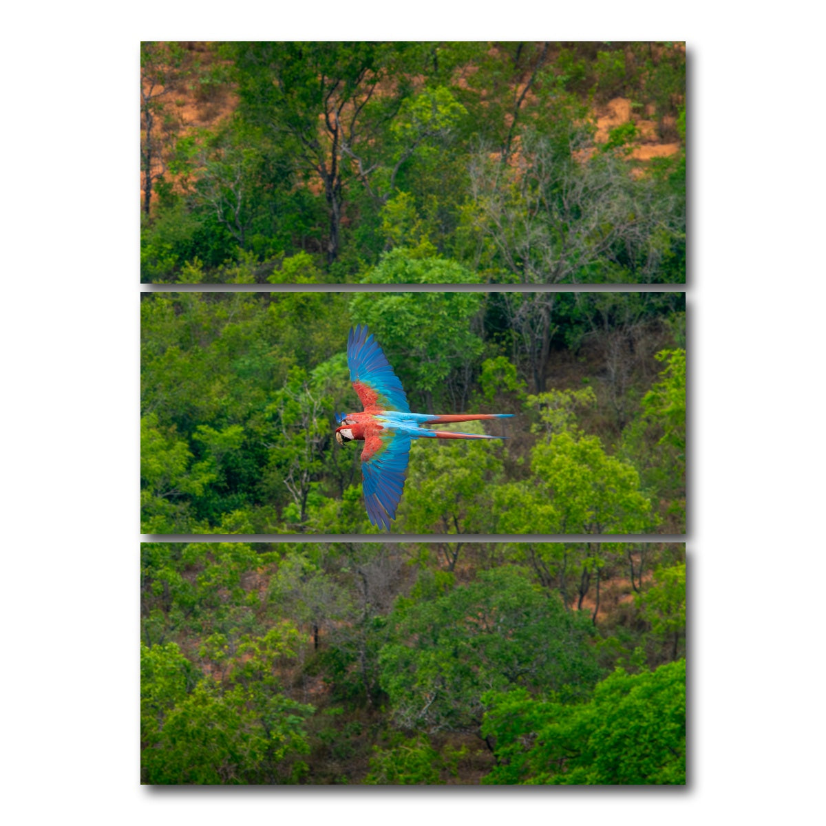 AUTO-MOCKUP WHITE | Arara | 3 Piece | Gallery Wrap Canvas | group=8x18_stacked