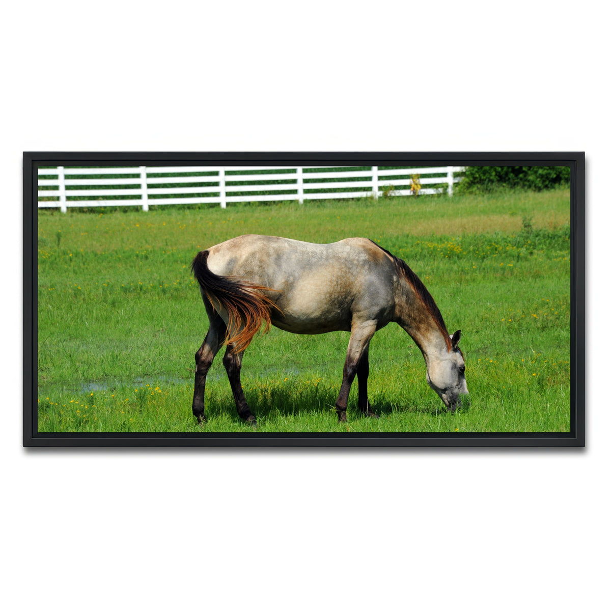 AUTO-MOCKUP WHITE | Arkansas Horse Grazing | 1 Piece | Black Framed Canvas | group=2x1