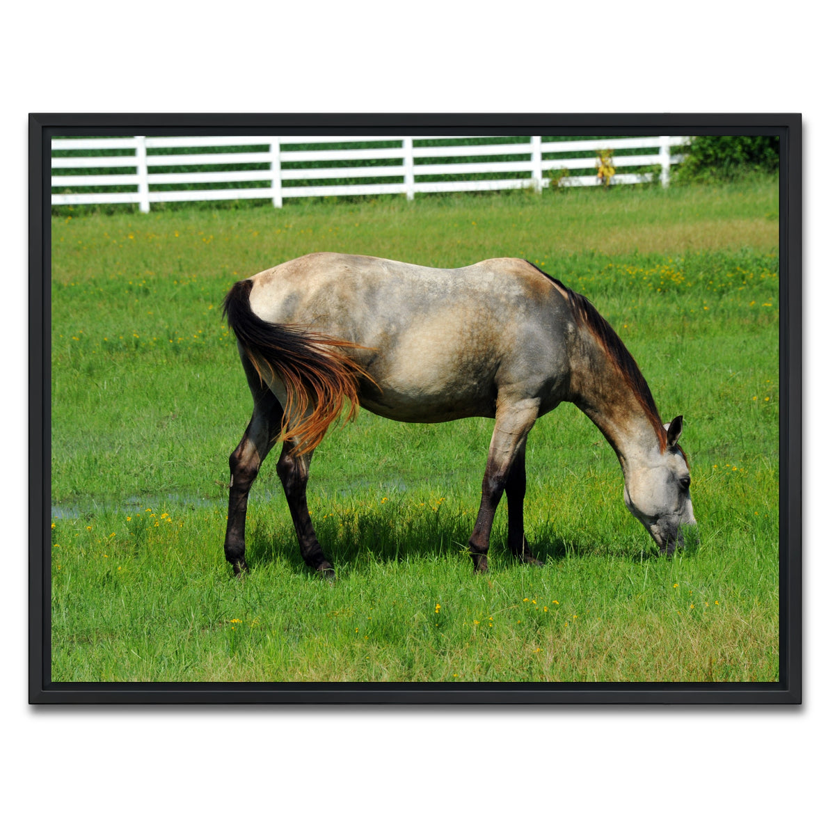 AUTO-MOCKUP WHITE | Arkansas Horse Grazing | 1 Piece | Black Framed Canvas | group=4x3