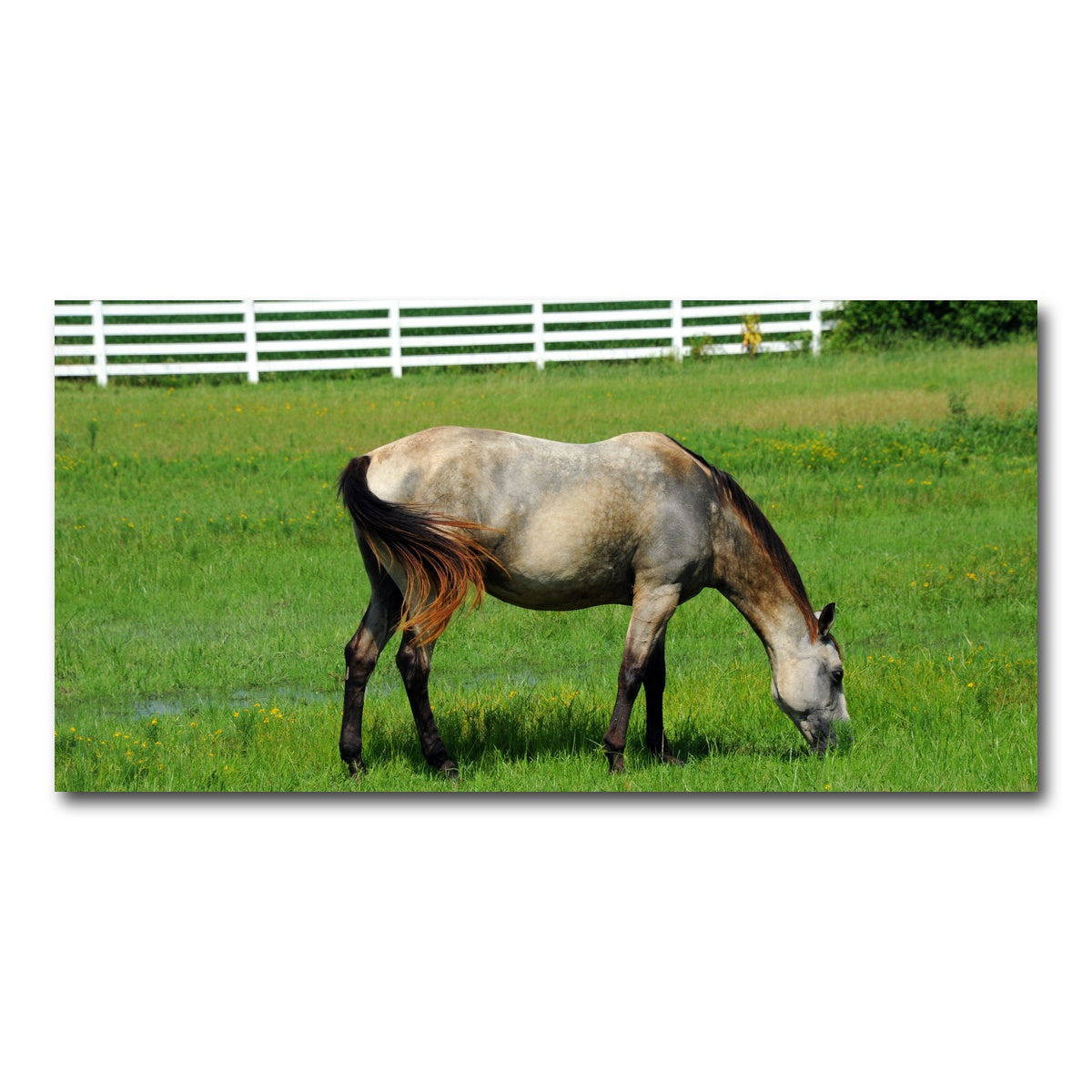 AUTO-MOCKUP WHITE | Arkansas Horse Grazing | 1 Piece | Gallery Wrap Canvas | group=2x1