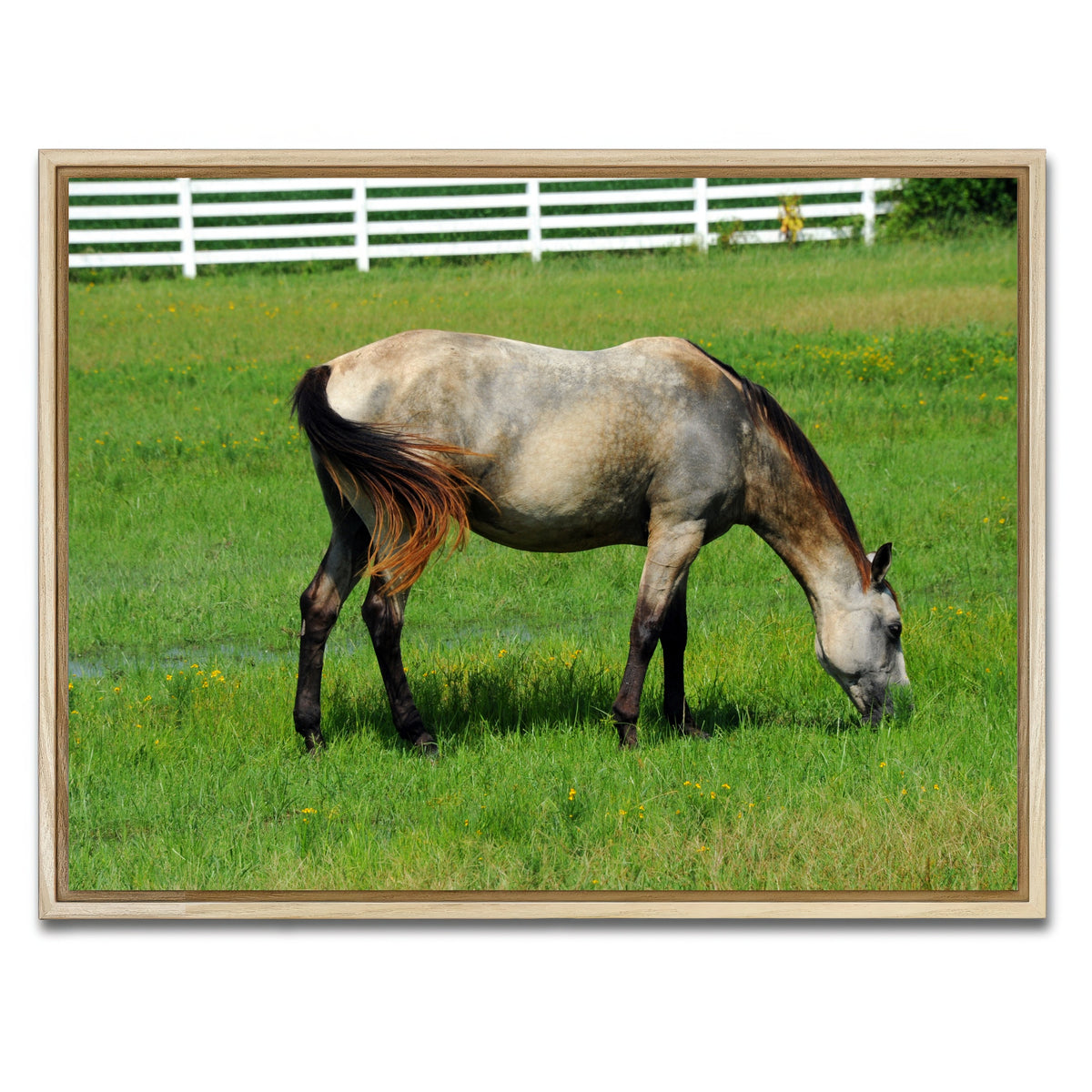 AUTO-MOCKUP WHITE | Arkansas Horse Grazing | 1 Piece | Natural Framed Canvas | group=4x3