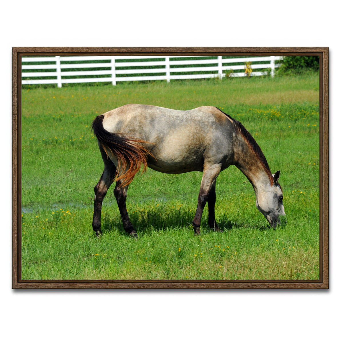 AUTO-MOCKUP WHITE | Arkansas Horse Grazing | 1 Piece | Walnut Framed Canvas | group=4x3