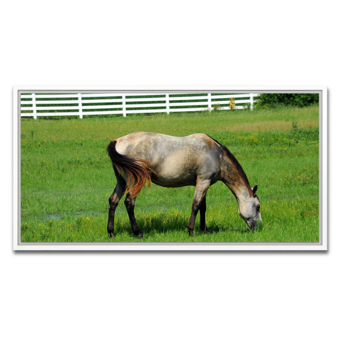 AUTO-MOCKUP WHITE | Arkansas Horse Grazing | 1 Piece | White Framed Canvas | group=2x1
