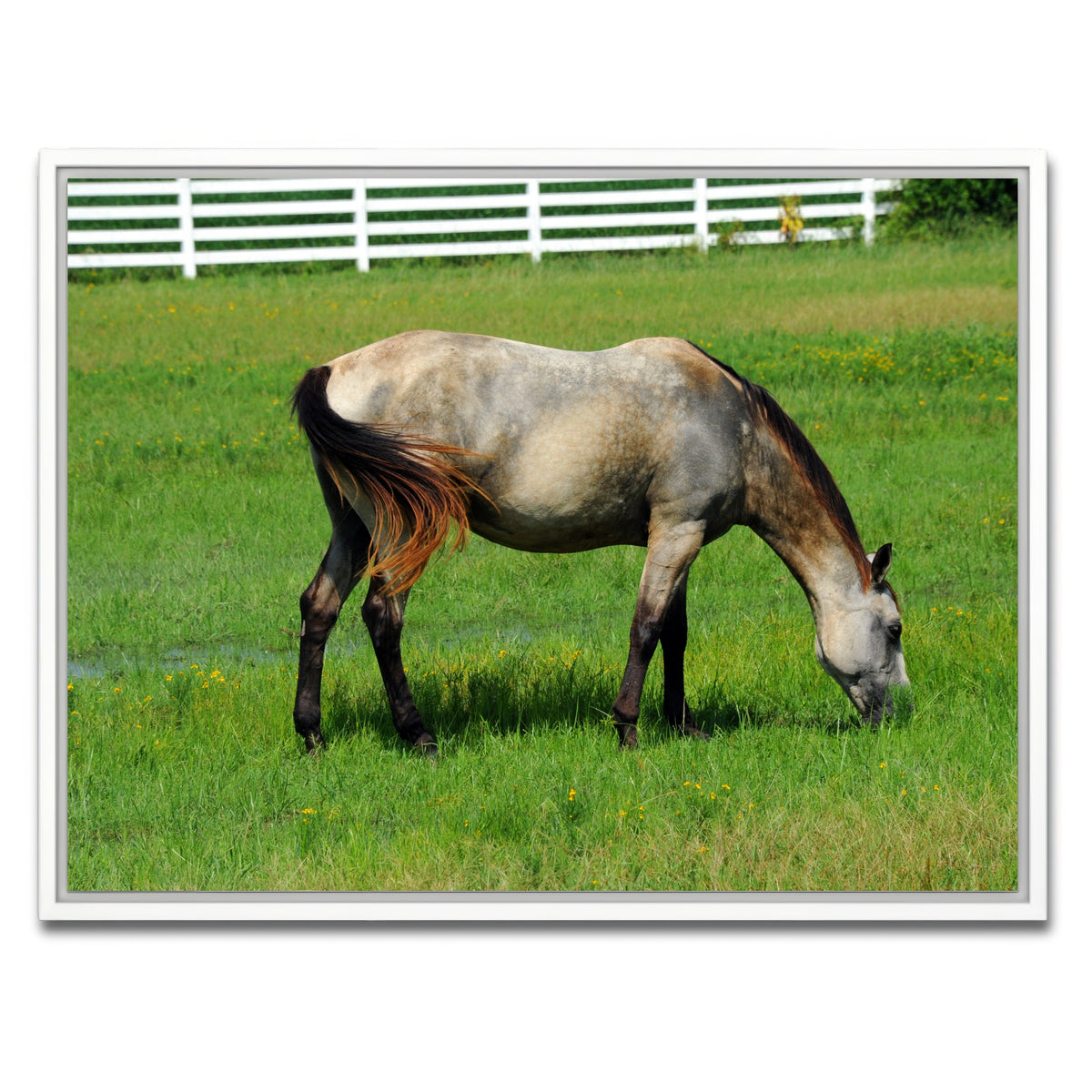 AUTO-MOCKUP WHITE | Arkansas Horse Grazing | 1 Piece | White Framed Canvas | group=4x3