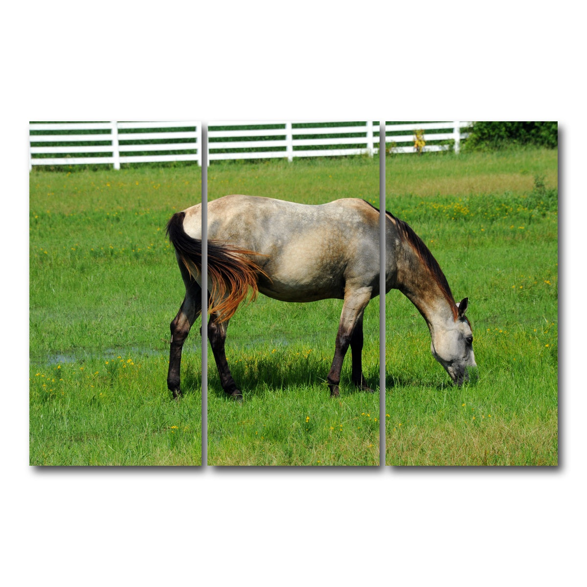 AUTO-MOCKUP WHITE | Arkansas Horse Grazing | 3 Piece | Gallery Wrap Canvas | group=12x24