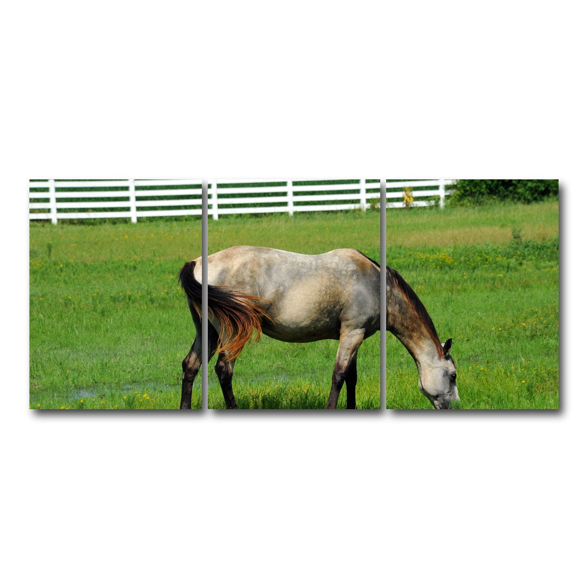 AUTO-MOCKUP WHITE | Arkansas Horse Grazing | 3 Piece | Gallery Wrap Canvas | group=18x24