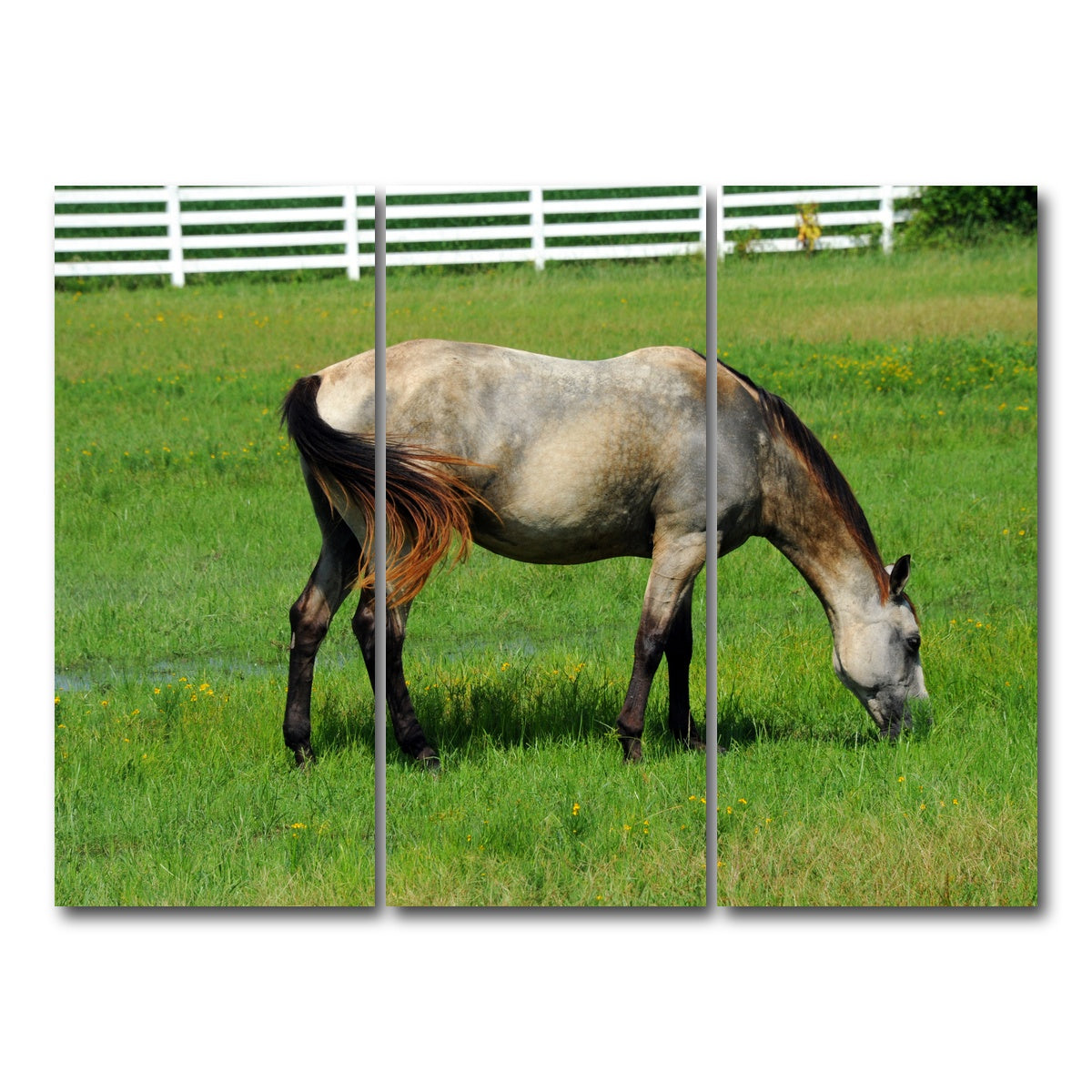 AUTO-MOCKUP WHITE | Arkansas Horse Grazing | 3 Piece | Gallery Wrap Canvas | group=8x18