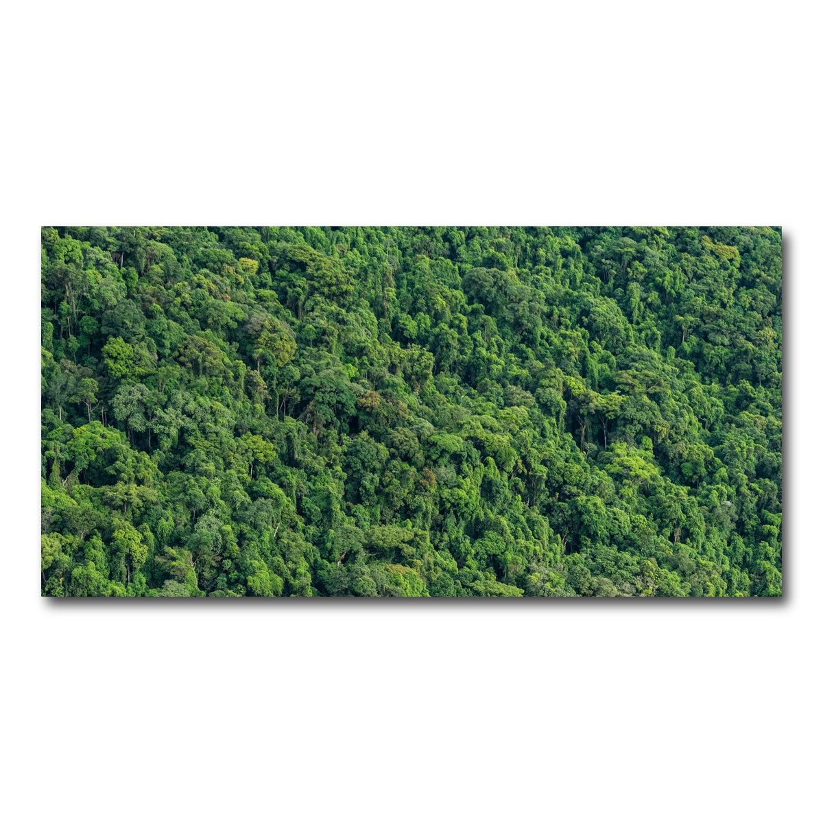 AUTO-MOCKUP WHITE | Atlantic Forest | 1 Piece | Gallery Wrap Canvas | group=2x1