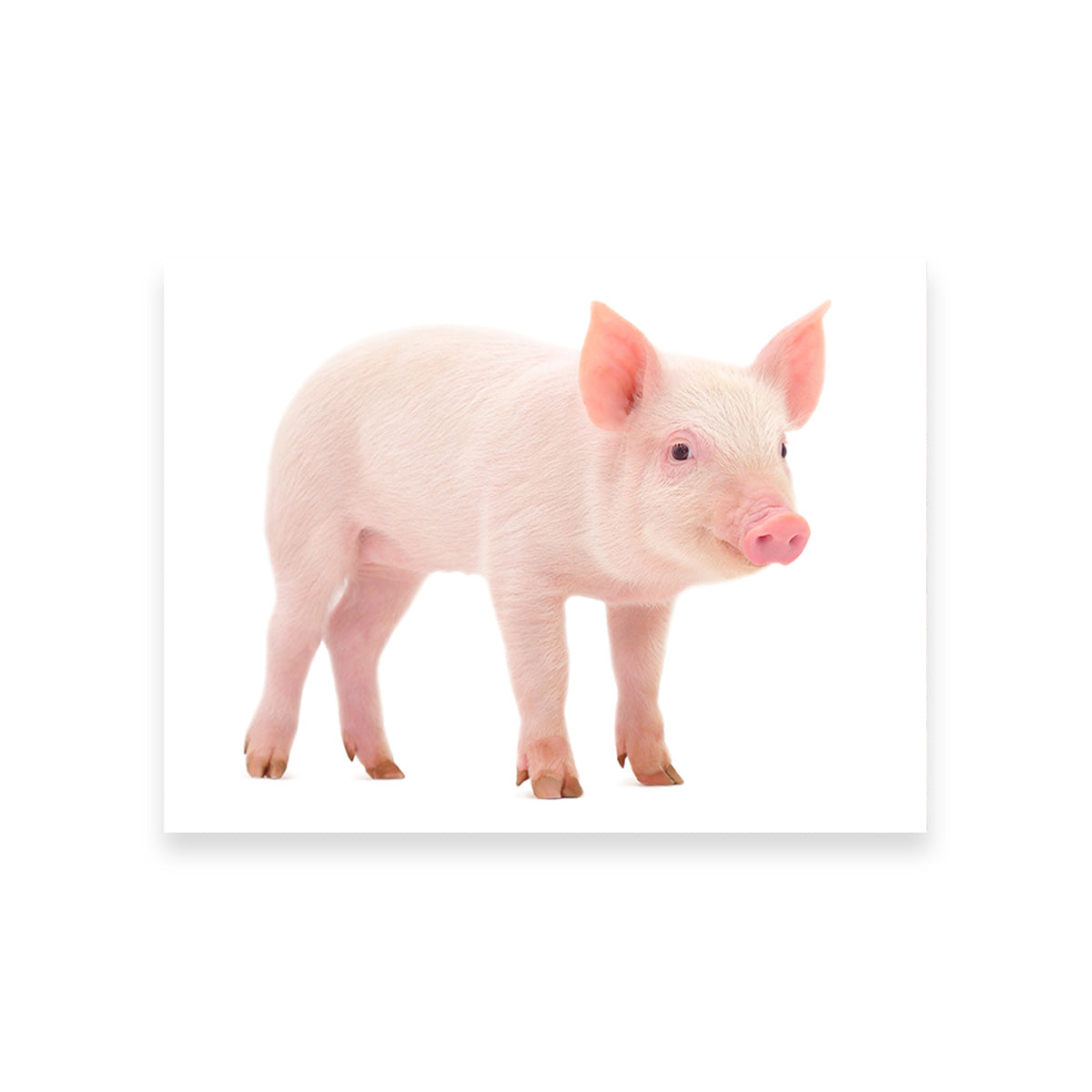 Baby Pig Wall Art