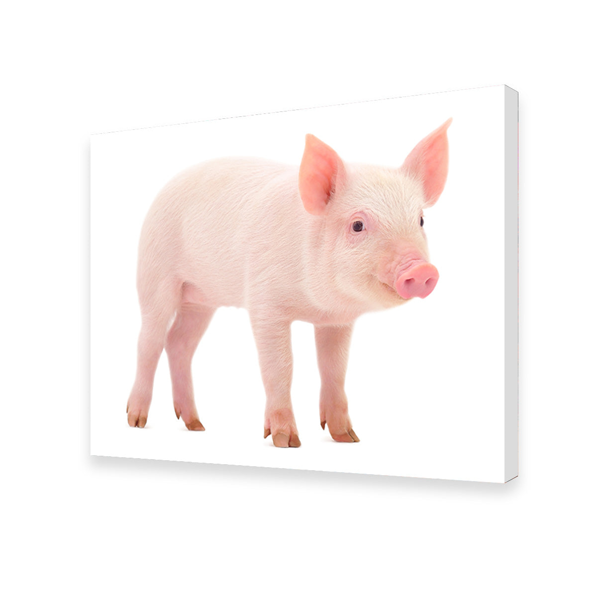 Baby Pig Wall Art