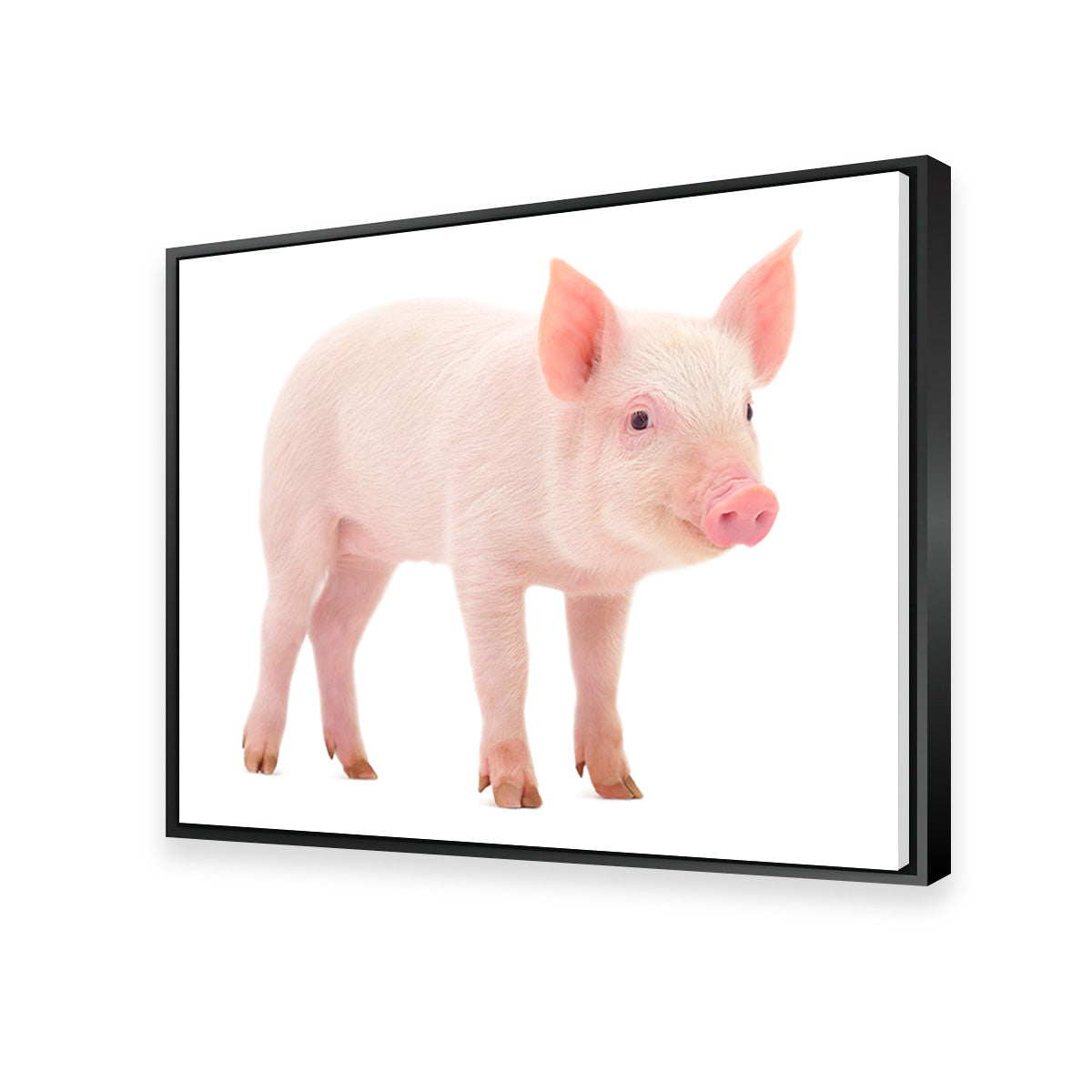 Baby Pig Wall Art