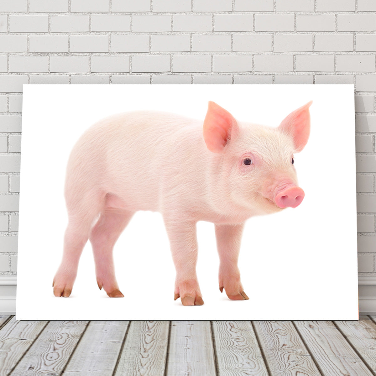 Baby Pig Wall Art