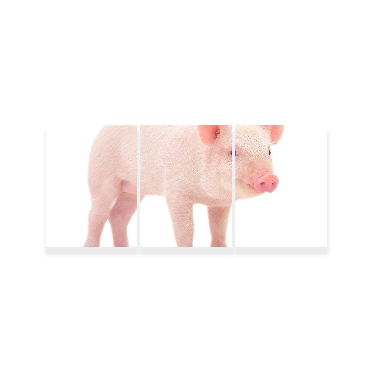 Baby Pig Wall Art
