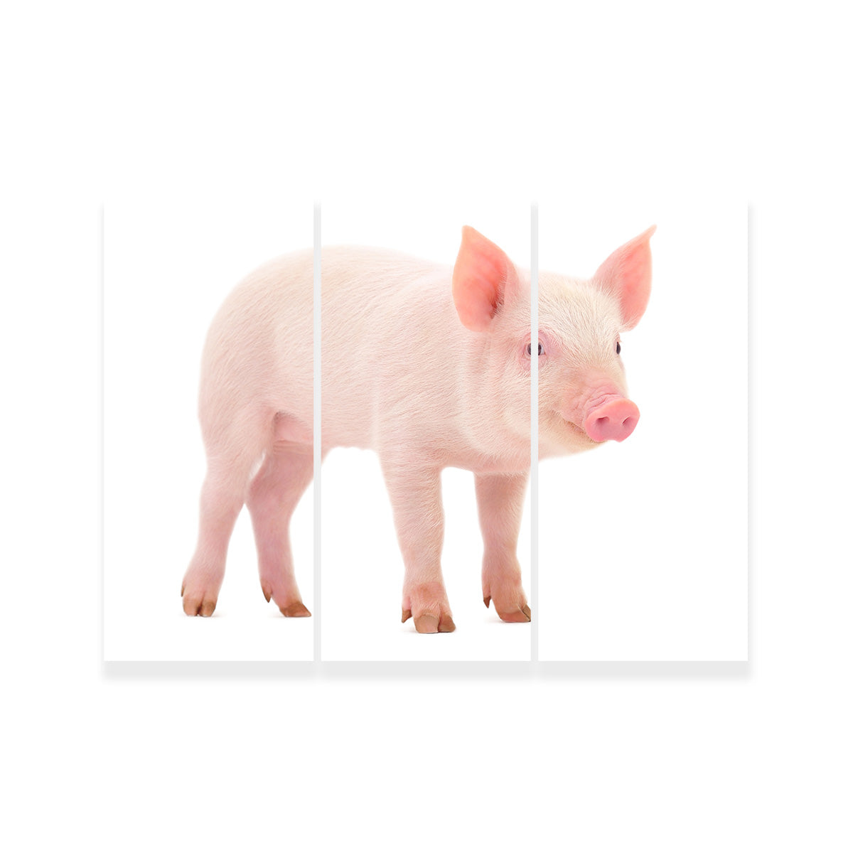 Baby Pig Wall Art