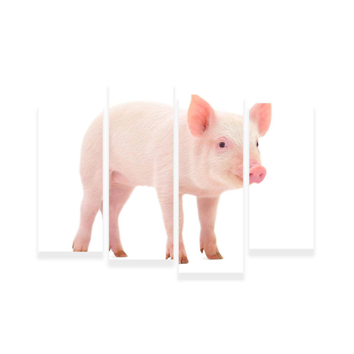 Baby Pig Wall Art
