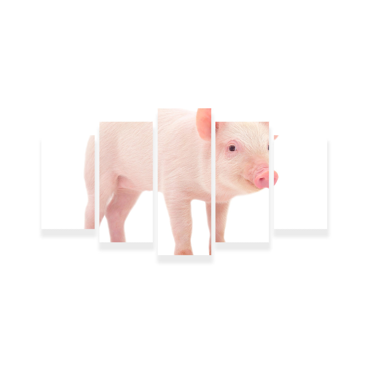 Baby Pig Wall Art