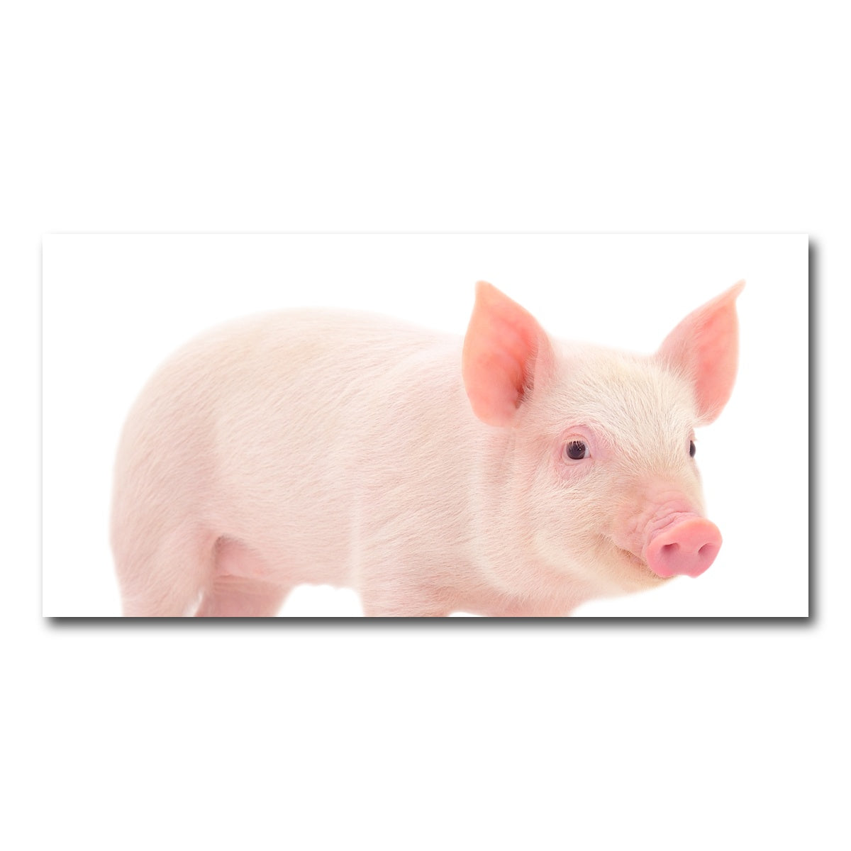 AUTO-MOCKUP WHITE | Baby Pig | 1 Piece | Gallery Wrap Canvas | group=2x1