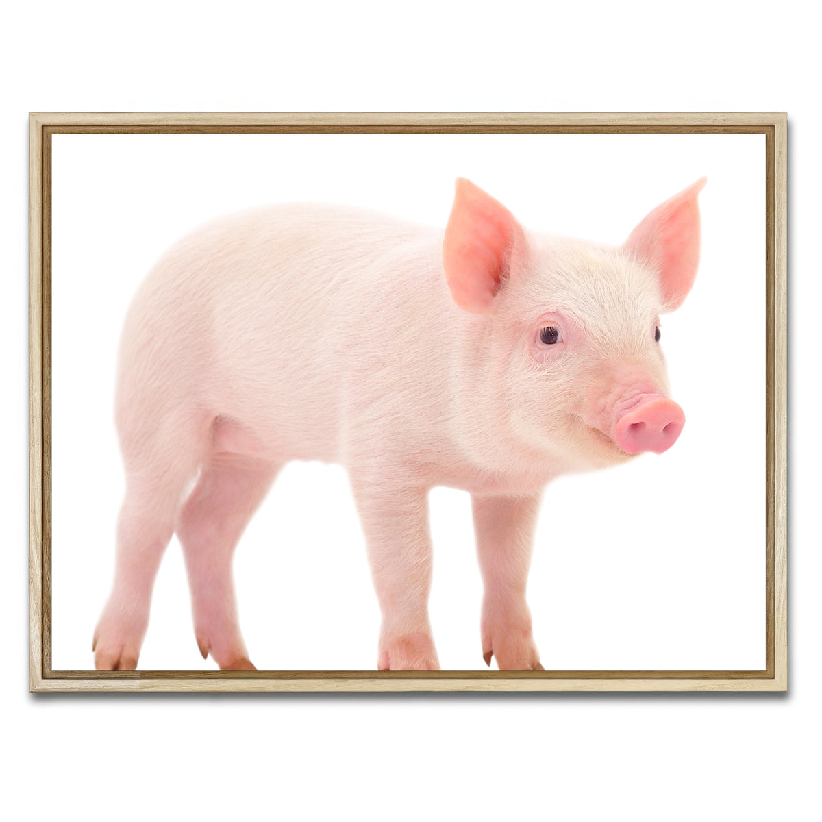 AUTO-MOCKUP WHITE | Baby Pig | 1 Piece | Natural Framed Canvas | group=4x3