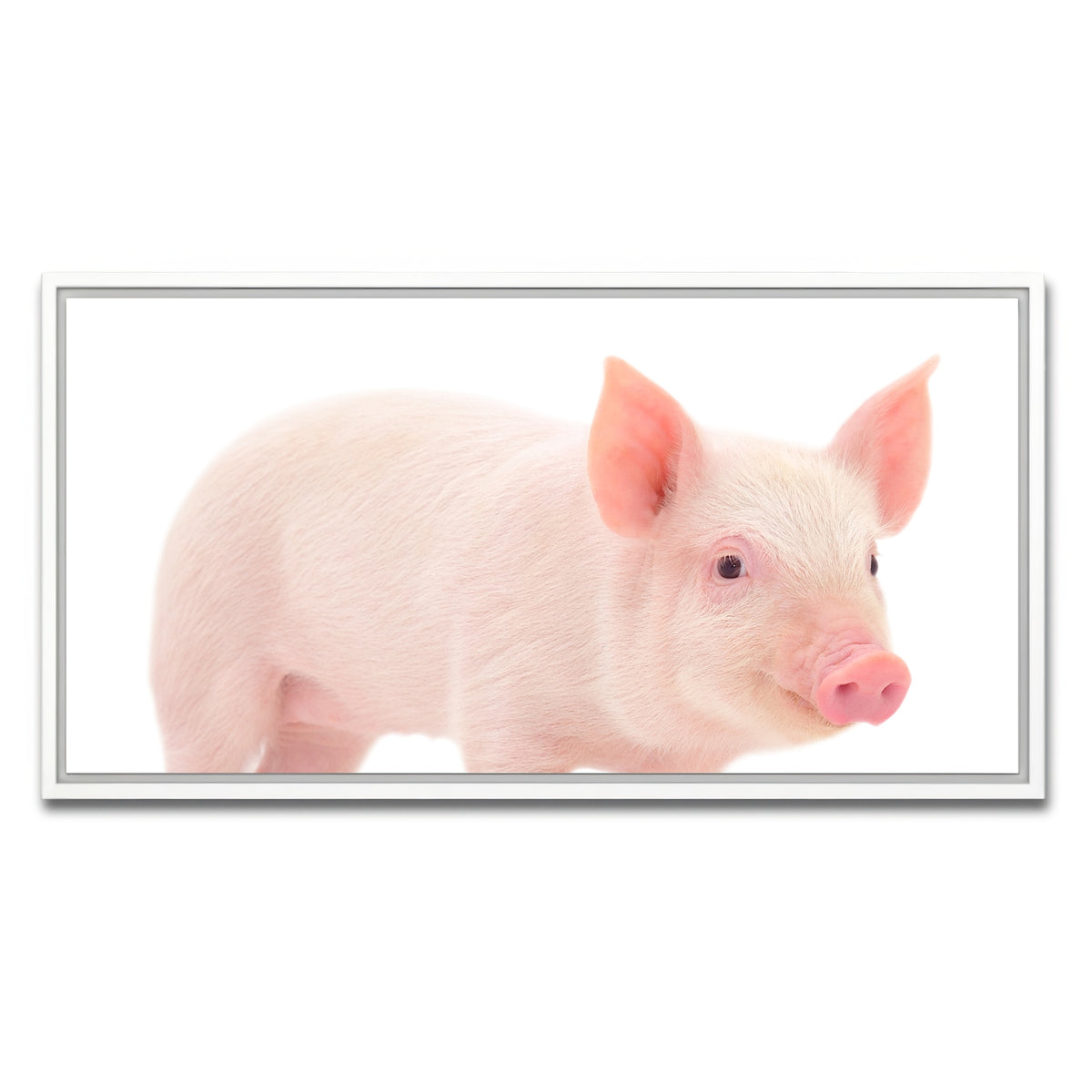 AUTO-MOCKUP WHITE | Baby Pig | 1 Piece | White Framed Canvas | group=2x1