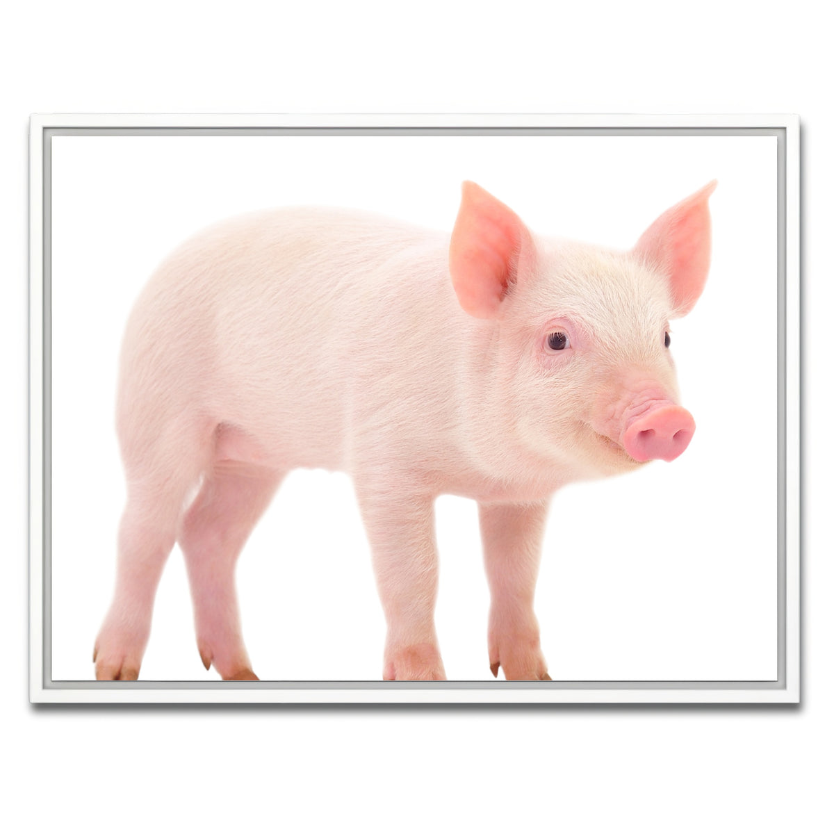 AUTO-MOCKUP WHITE | Baby Pig | 1 Piece | White Framed Canvas | group=4x3