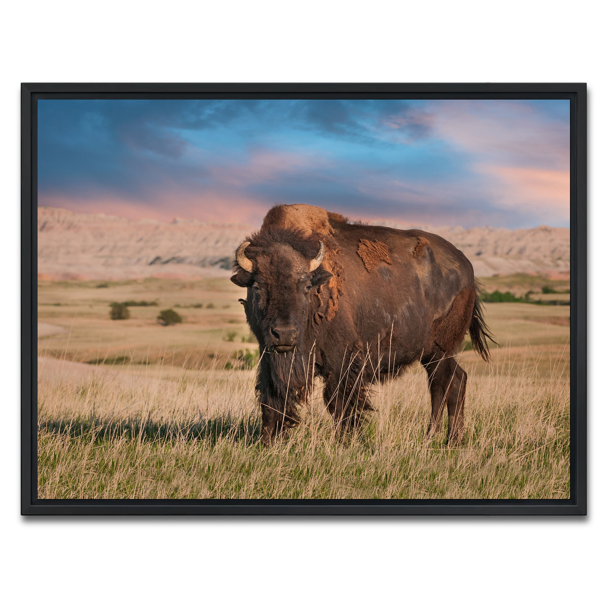 AUTO-MOCKUP WHITE | Badlands Bison Bull | 1 Piece | Black Framed Canvas | group=4x3