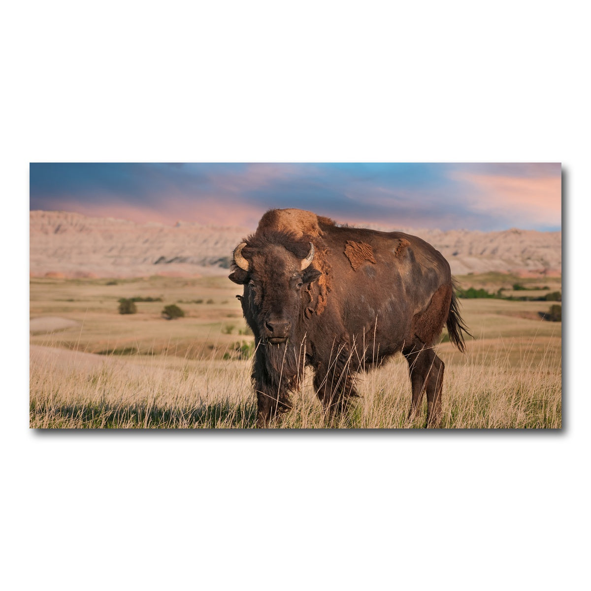 AUTO-MOCKUP WHITE | Badlands Bison Bull | 1 Piece | Gallery Wrap Canvas | group=2x1