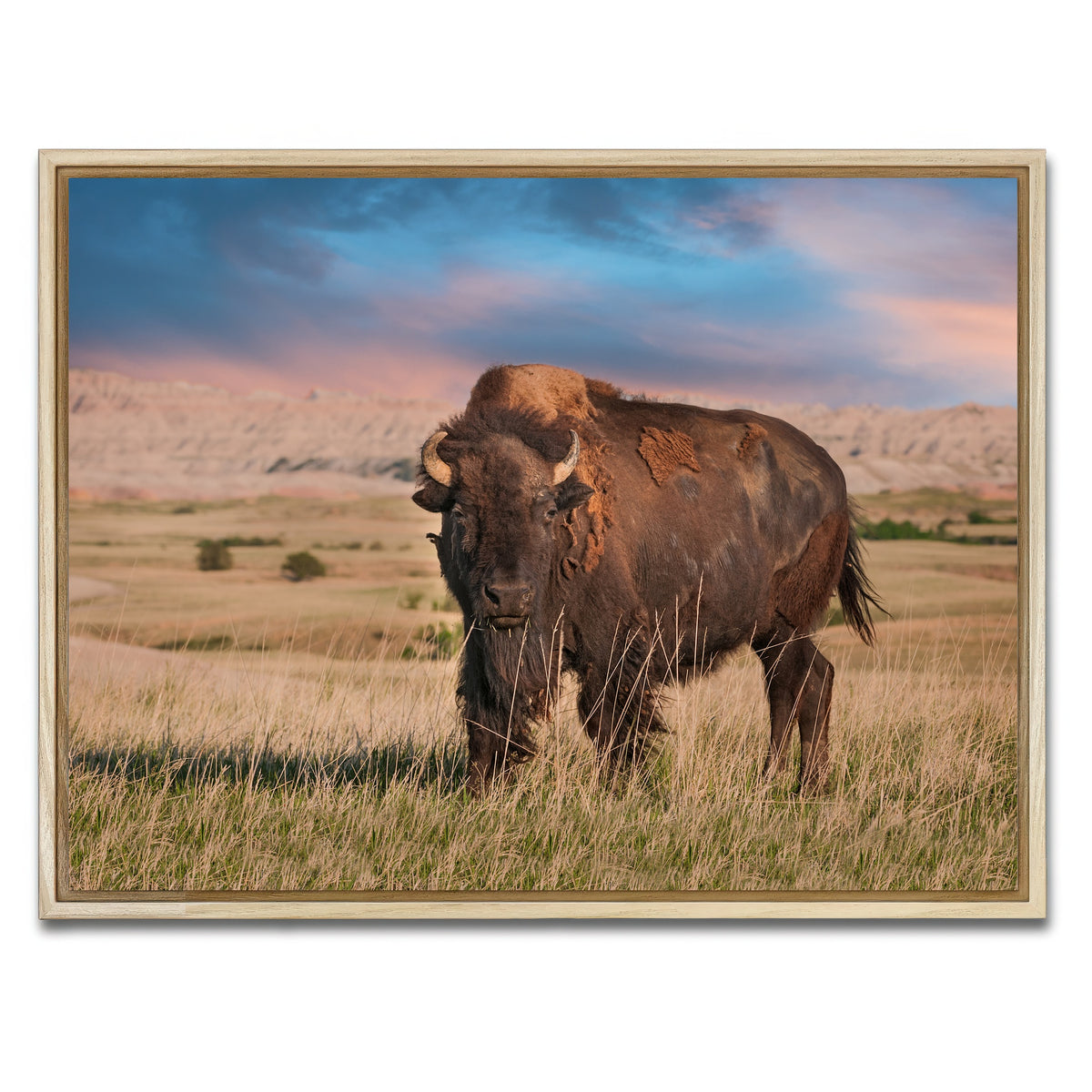 AUTO-MOCKUP WHITE | Badlands Bison Bull | 1 Piece | Natural Framed Canvas | group=4x3