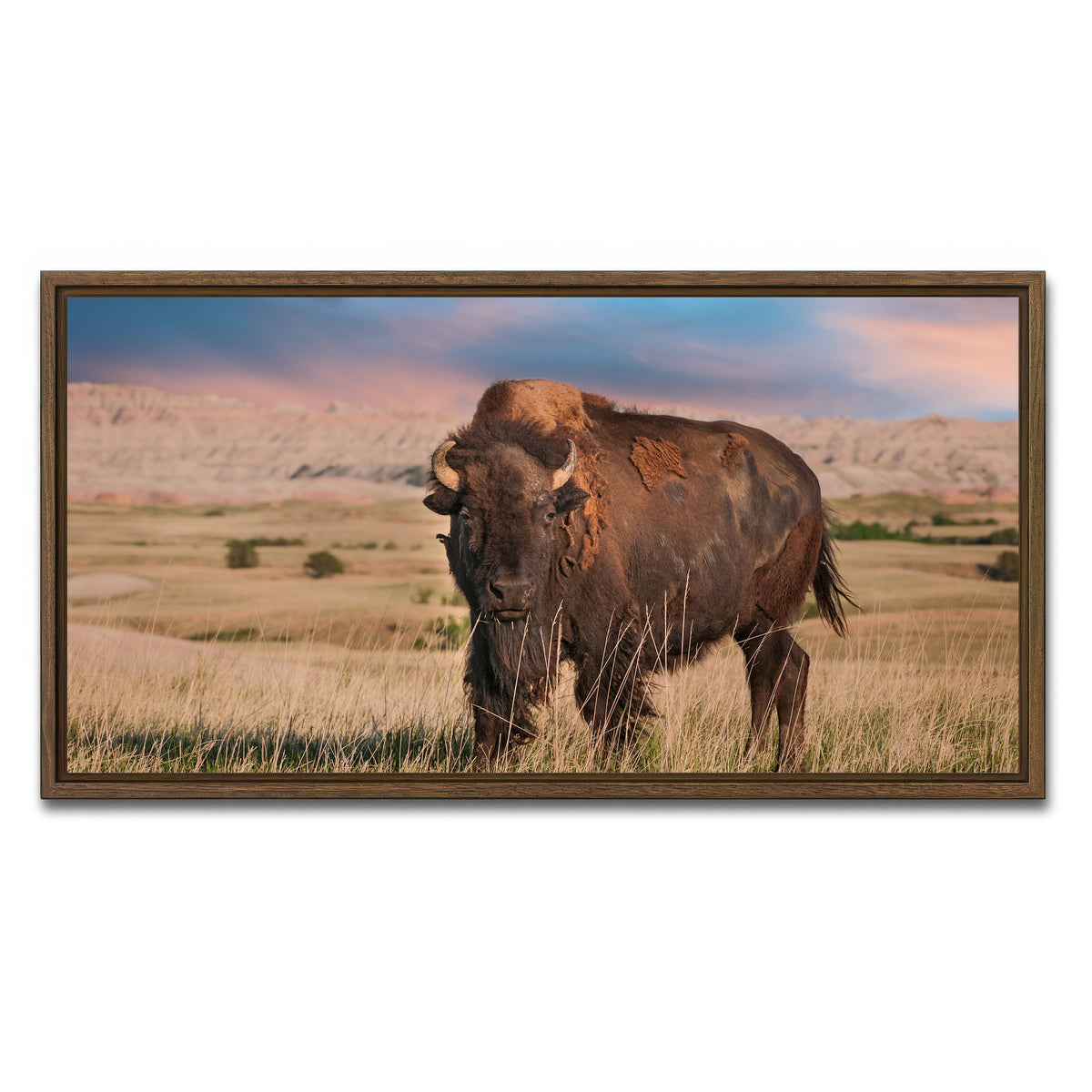 AUTO-MOCKUP WHITE | Badlands Bison Bull | 1 Piece | Walnut Framed Canvas | group=2x1