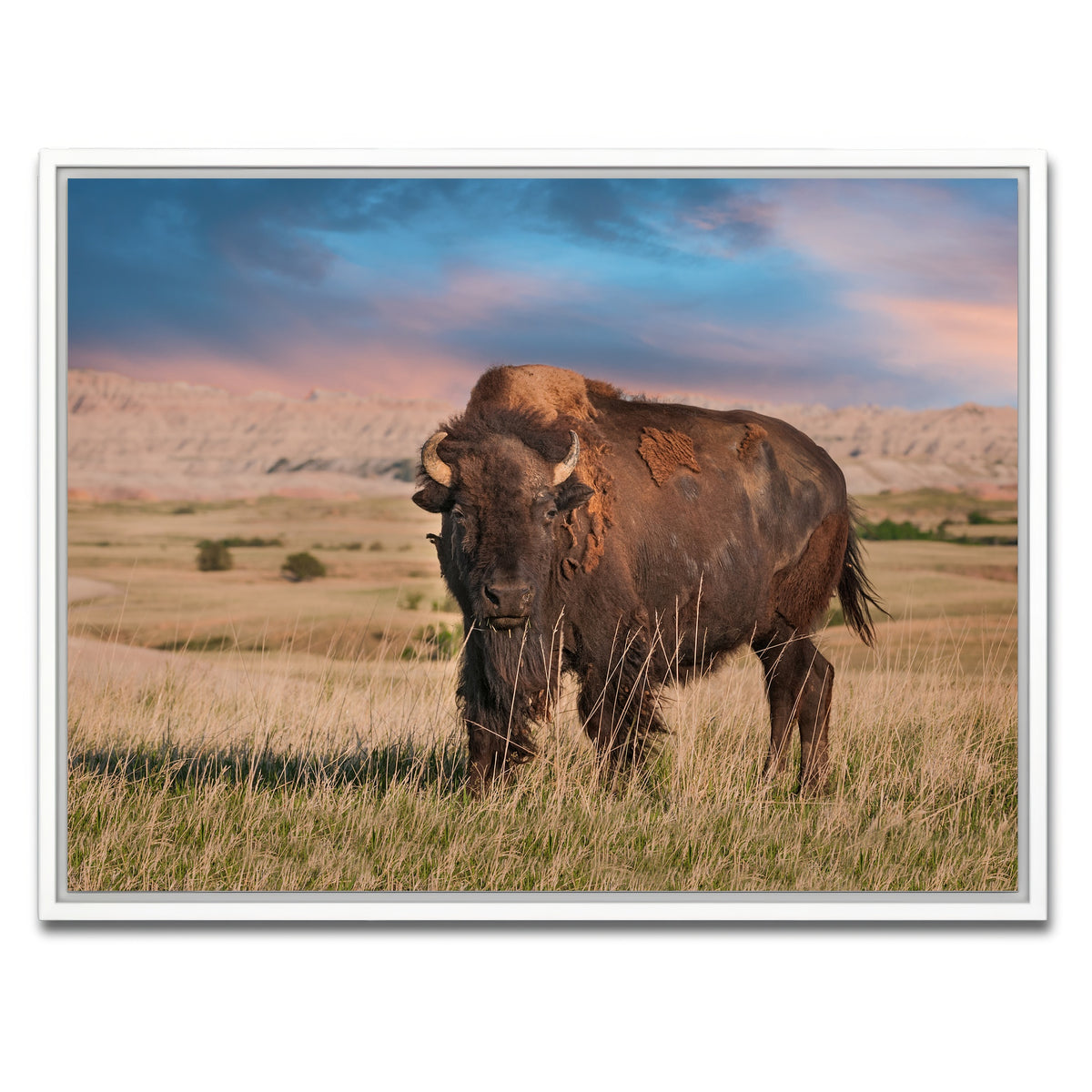 AUTO-MOCKUP WHITE | Badlands Bison Bull | 1 Piece | White Framed Canvas | group=4x3