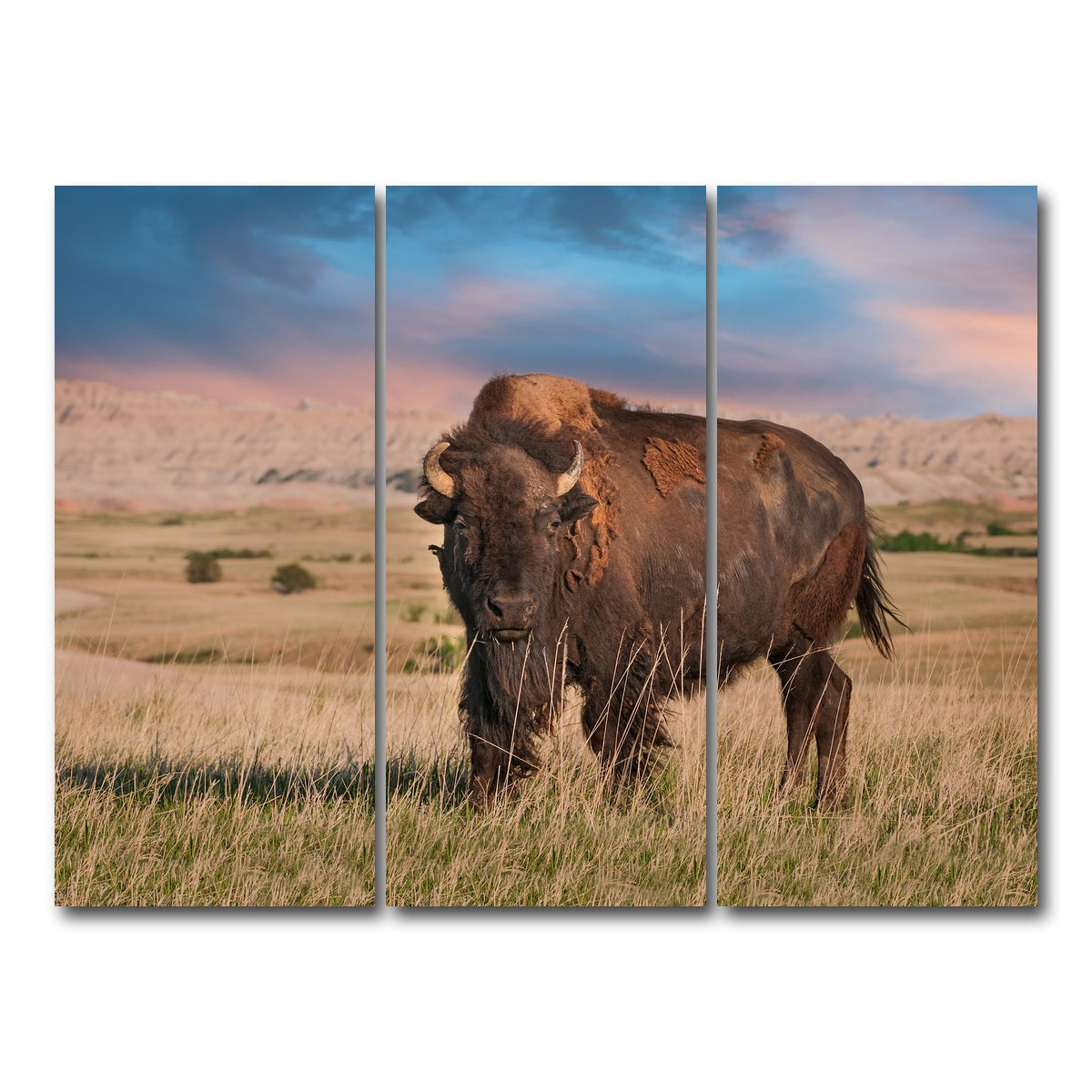 AUTO-MOCKUP WHITE | Badlands Bison Bull | 3 Piece | Gallery Wrap Canvas | group=8x18