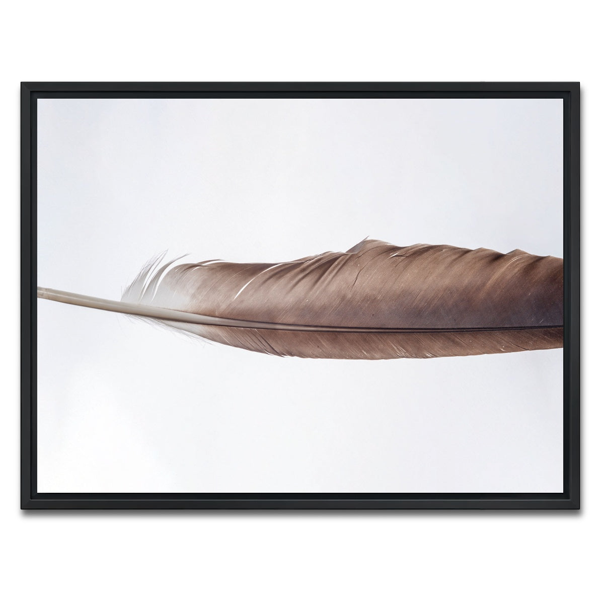 AUTO-MOCKUP WHITE | Bald Eagle Feather | 1 Piece | Black Framed Canvas | group=4x3