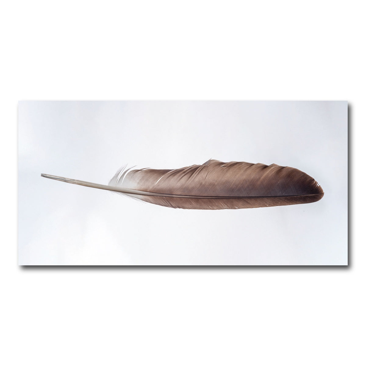 AUTO-MOCKUP WHITE | Bald Eagle Feather | 1 Piece | Gallery Wrap Canvas | group=2x1