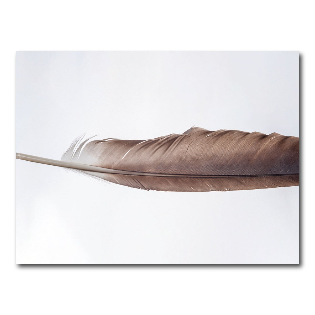 AUTO-MOCKUP WHITE | Bald Eagle Feather | 1 Piece | Gallery Wrap Canvas | group=4x3