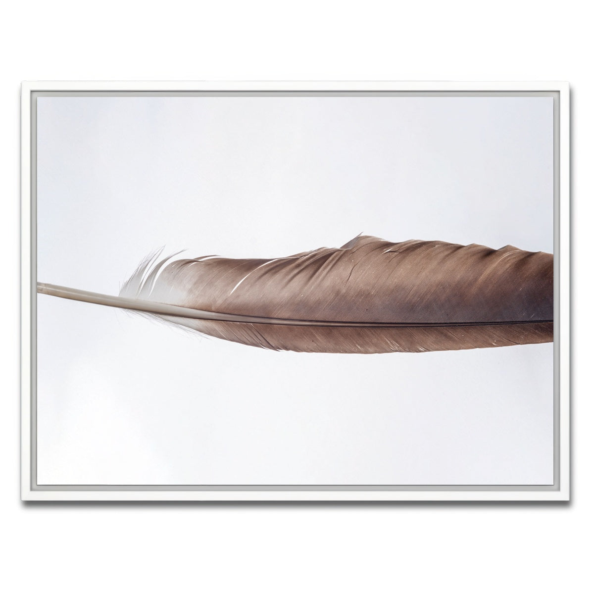 AUTO-MOCKUP WHITE | Bald Eagle Feather | 1 Piece | White Framed Canvas | group=4x3
