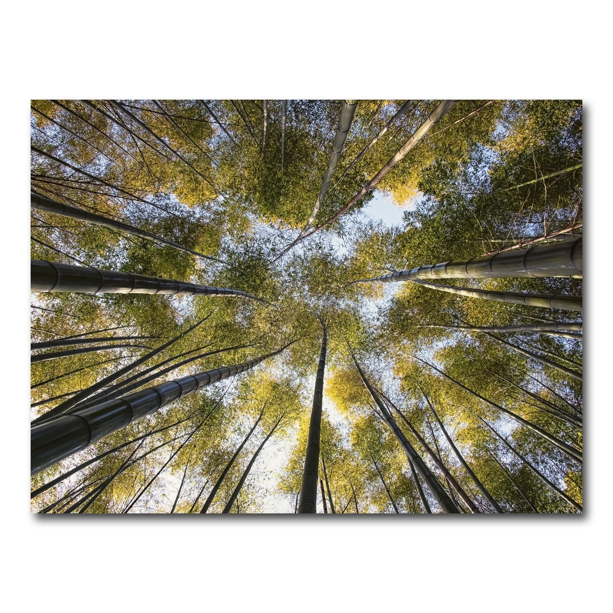 AUTO-MOCKUP WHITE | Bamboo Grove | 1 Piece | Gallery Wrap Canvas | group=4x3