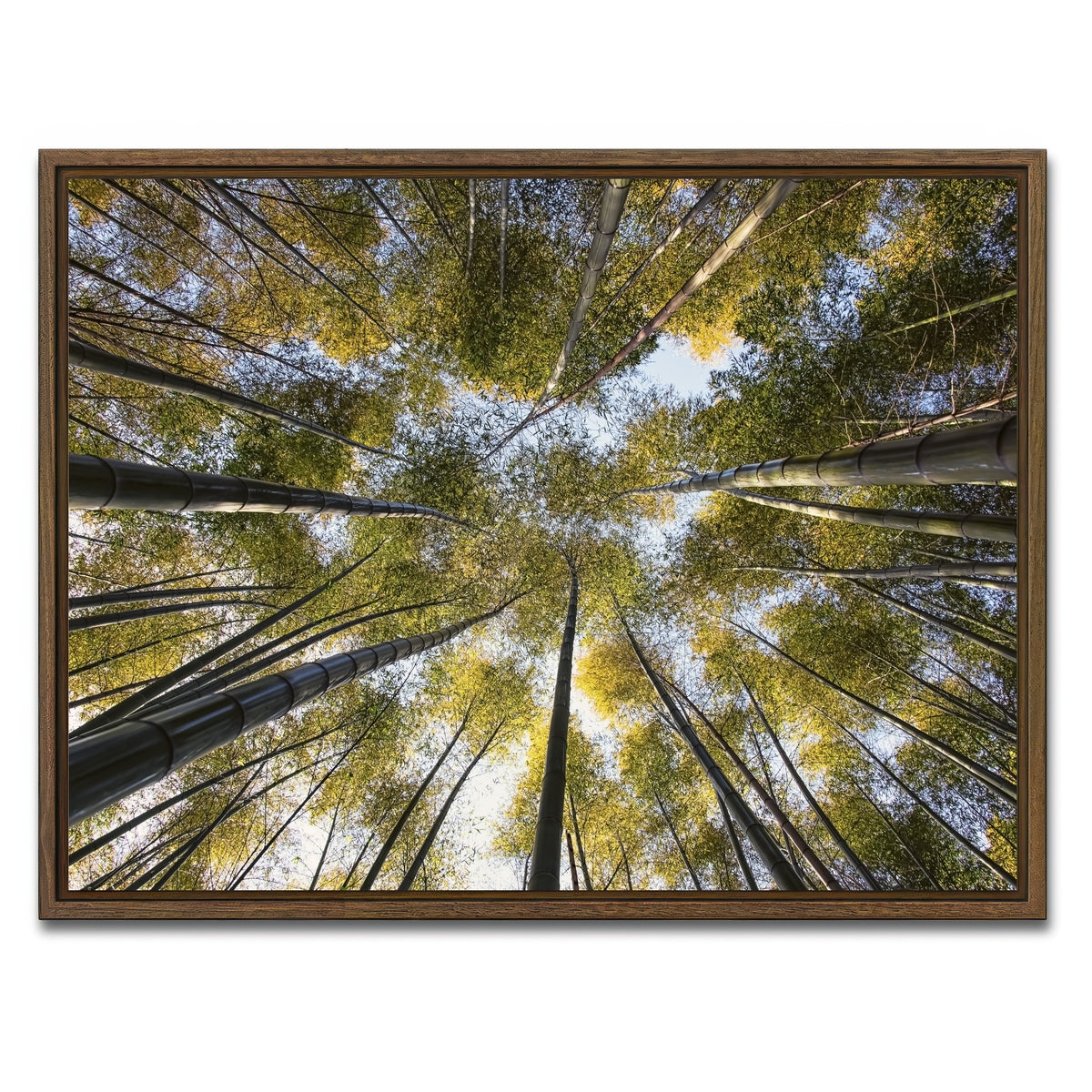 AUTO-MOCKUP WHITE | Bamboo Grove | 1 Piece | Walnut Framed Canvas | group=4x3