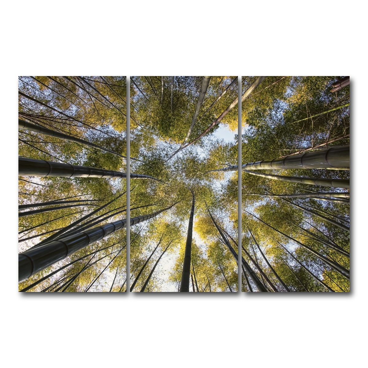 AUTO-MOCKUP WHITE | Bamboo Grove | 3 Piece | Gallery Wrap Canvas | group=12x24