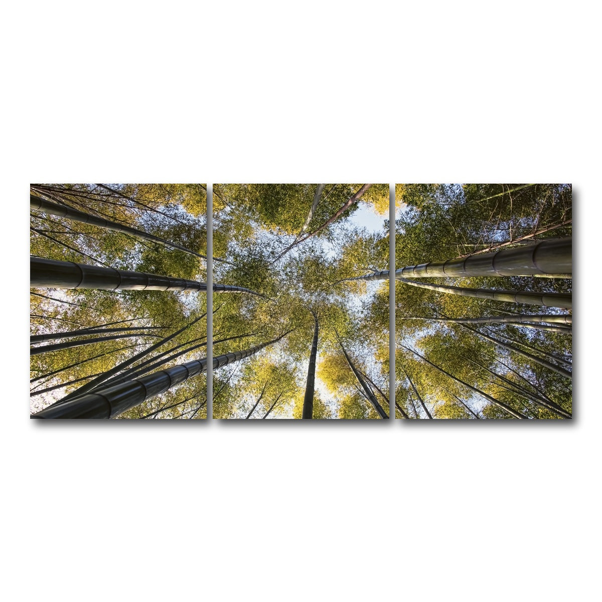 AUTO-MOCKUP WHITE | Bamboo Grove | 3 Piece | Gallery Wrap Canvas | group=18x24