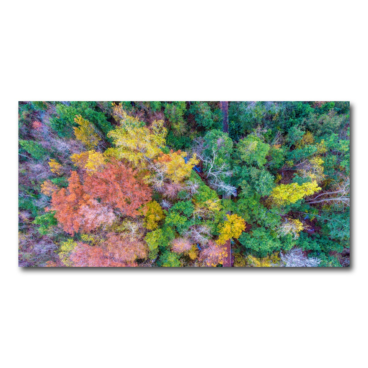 AUTO-MOCKUP WHITE | Bayfront Park nature boardwalk from above | 1 Piece | Gallery Wrap Canvas | group=2x1