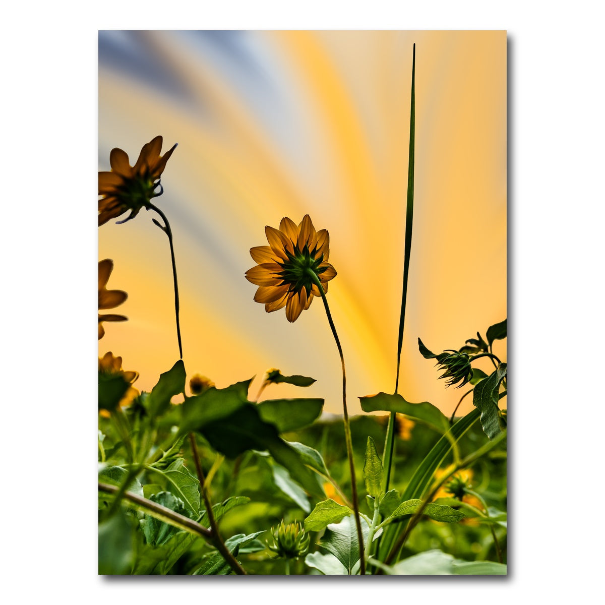 AUTO-MOCKUP WHITE | Beach Sunflowers | 1 Piece | Gallery Wrap Canvas | group=3x4