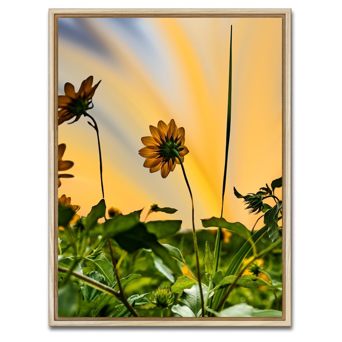 AUTO-MOCKUP WHITE | Beach Sunflowers | 1 Piece | Natural Framed Canvas | group=3x4